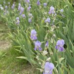 Iris pallida, la varietà di iris impiegata nei profumi