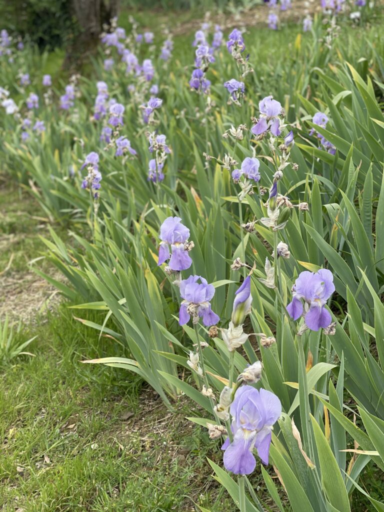 Iris pallida, la varietà di iris impiegata nei profumi